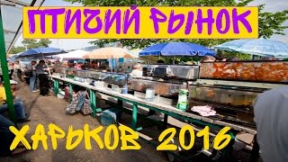 Птичий рынок в Харькове! Аквариумные рыбки. [#Птичий рынок]