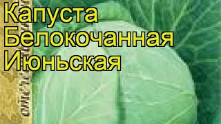 Капуста белокочанная Июньская. Краткий обзор, описание характеристик, где купить семена Iyun'skaya