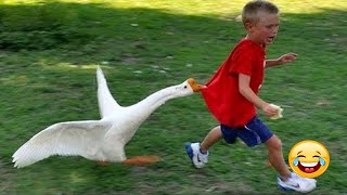 Funny Babies Meet Animals - Baby Outdoor Videos