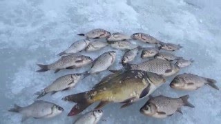 Зимняя рыбалка 03.02.2016 пруд Чаусовский (Белгородская обл., п.Томаровка)