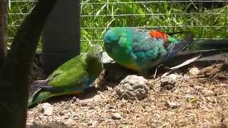 Red Rump Parrot and Turquoisine Parrot feeding each other @ Pheasantasiam