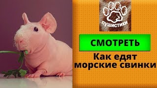 Как кормить морских свинок Приколы