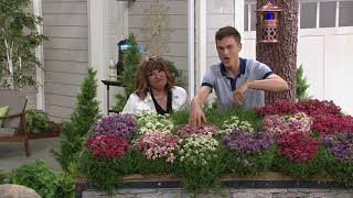 Roberta's 30-Piece Trample Me Flowering Thyme on QVC