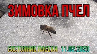 Состояние пасеки на 11.02.2020