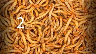 تربية الميل ورم (دود القبابي)و رعايته " الجزء الثاني " Part 2 Meal worm care, breeding & maintenance