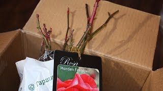 Саженцы по почте  Они зацветут в первый же год!
