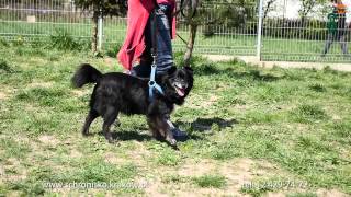 Czarny p 34/01/14