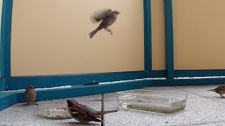 ein Film für Katzen | "Spatzen" (video for cats)