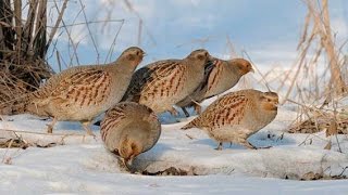 Супер охота 01.01.2017. Куропатки, заяц, тетерки, тетерев. Partridge, hare, hen, black grouse