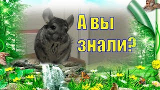 Факты о шиншиллах/ Смешная шиншилла