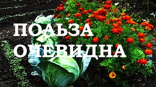 СМЕШАННЫЕ ПОСАДКИ   ПОЛЬЗА ОЧЕВИДНА