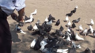 О торцовом стиле полета голубей. Батищев В.Н. Часть 2