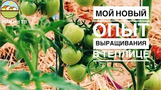 ТАКОГО УРОЖАЯ ?? В ТЕПЛИЦЕ Я НЕ ОЖИДАЛА?