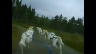 8-dog Hound Sled Dog Team