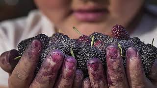 El sistema agrícola chinampero de la Ciudad de México es un SIPAM