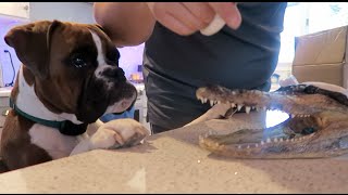 New Pet Alligator (WK 268.2) | Bratayley