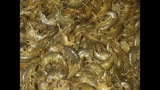 Мормыш, мормыш живой
