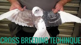 KABOOTAR KA JORA KAISE LAGAY PART 2  -CROSS BREEDING !!!!