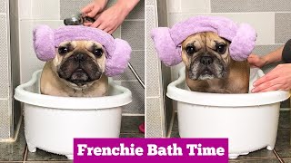 HOW TO BATH A FRENCH BULLDOG | Part 1