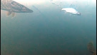 АТАКА ЩУКИ НА ЖИВЦА. ЛОВЛЯ НА ЖЕРЛИЦЫ. РЫБАЛКА ВЕСНОЙ.