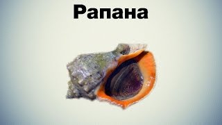 Русская рыбалка 3.99 Рапана (Ловим рапану для наживки мясо рапаны)