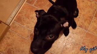 Купирование ушей питбулю/Cupping pitbull ears