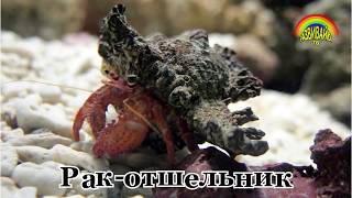Развивающие видео для детей. Морские животные. Слушаем звуки.