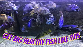 How To Have Big, Beautiful and Healthy African Cichlid Aquarium Fish