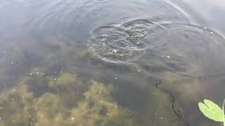 ВОДА КИПИТ- НЕРЕСТ РЫБЫ»УКЛЕЙКА МЕЧЕТ ИКРУ