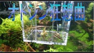オトシンクルスの人工飼料作戦