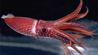 Кальмары
