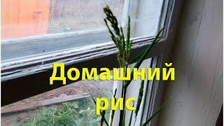 162ой день в деревне. Домашний рис, сени