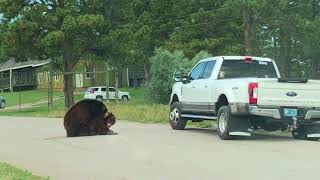 Bears Mating - Bear Country USA, Black Hills SD