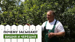 Почему засыхают ягодные деревья