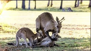 Viral 'Grieving' Kangaroo May Have Actually Tried to Mate with Dying Female