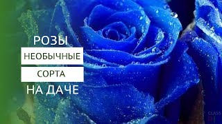 Необычные сорта роз в саду