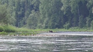 Встреча с медведем на реке Косьва