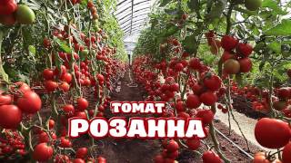 Розанна Томат