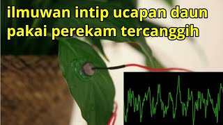 Tumbuhan direkam dengan alat tercanggih. Mungkinkah ini suara tumbuhan ketika bertasbih