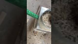 Испытания пеллетной горелки на щепе