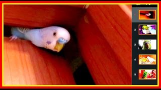VLOG: И как не пускать этого попугая на кухню? #Птицы #животные