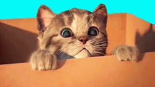 FUNNY CAT Playing With Toys Will Make Baby Laugh - REAL CAT Cartoon Games