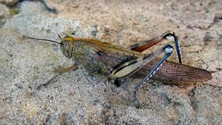 Most LOCUST | Большая САРАНЧА