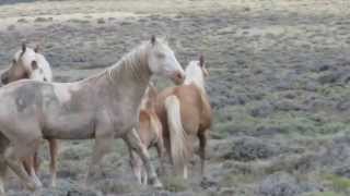 Blue Sky Sage, Wyoming Mustang Movie, July 2013