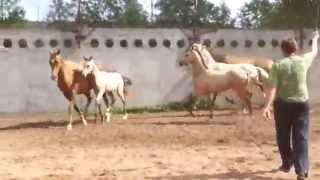 ООО "Ахалтекинец" Продажа ахалтекинских лошадей.Sales of Akhal-Teke horses http://akhaltekellc.com
