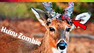 #76 Sự Thật Nổ Não SS02E06: Đại Dịch Hươu Zombie! ???