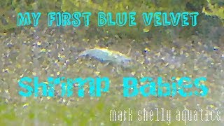 Blue Velvet Shrimp Babies
