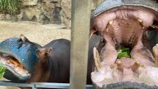 Fiona Kisses