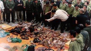 Khó khăn trong công tác giải cứu và bảo tồn động vật hoang dã tại Việt Nam
