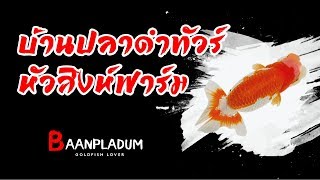 บ้านปลาดำทัวร์ หัวสิงห์ฟาร์ม lion head, ranch farm